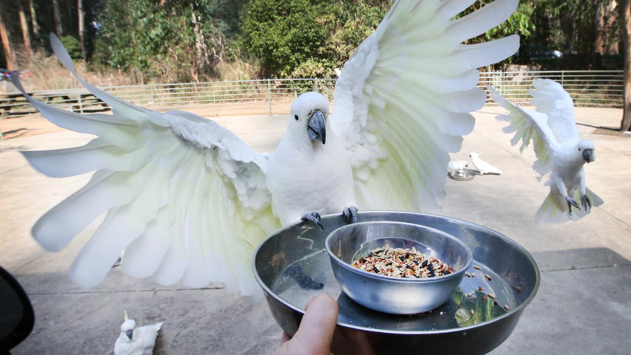 Australia’s largest wildlife rescue organisation, WIRES, warns against feeding native birds for myriad reasons. Picture: David Caird