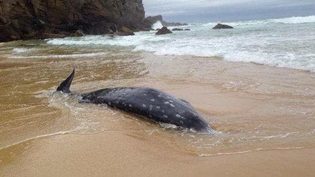 A rare beaked whale recently washed up on a beach near Newcastle. Picture: Facebook / ORRCA Inc