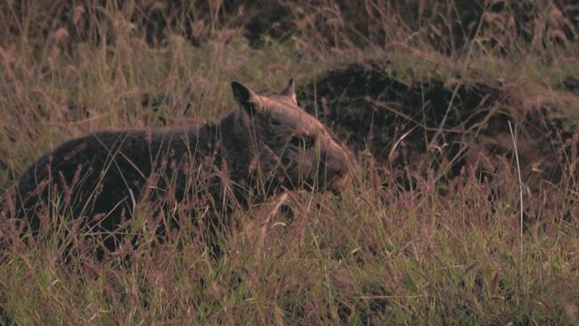 A colony of hairy-nosed wombats will be established at the  Powrunna State Forest, north of St George.