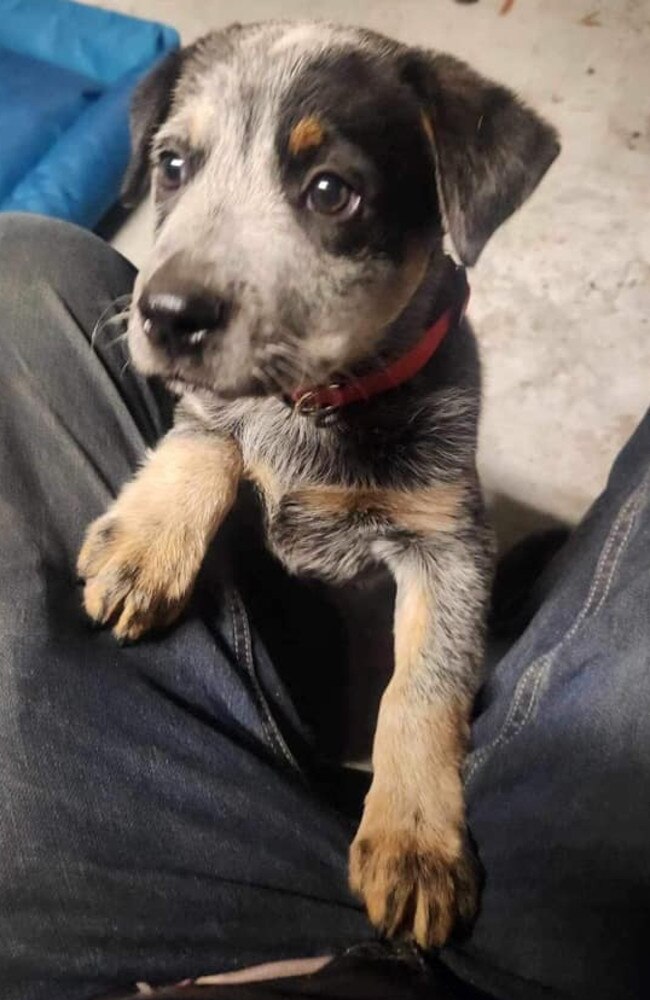 Rebel: KD Driver's 9 week old Purebred Blue Healer pup
