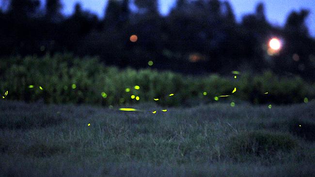 Sea of lights as river attracts thousands of luminous fireflies | news ...