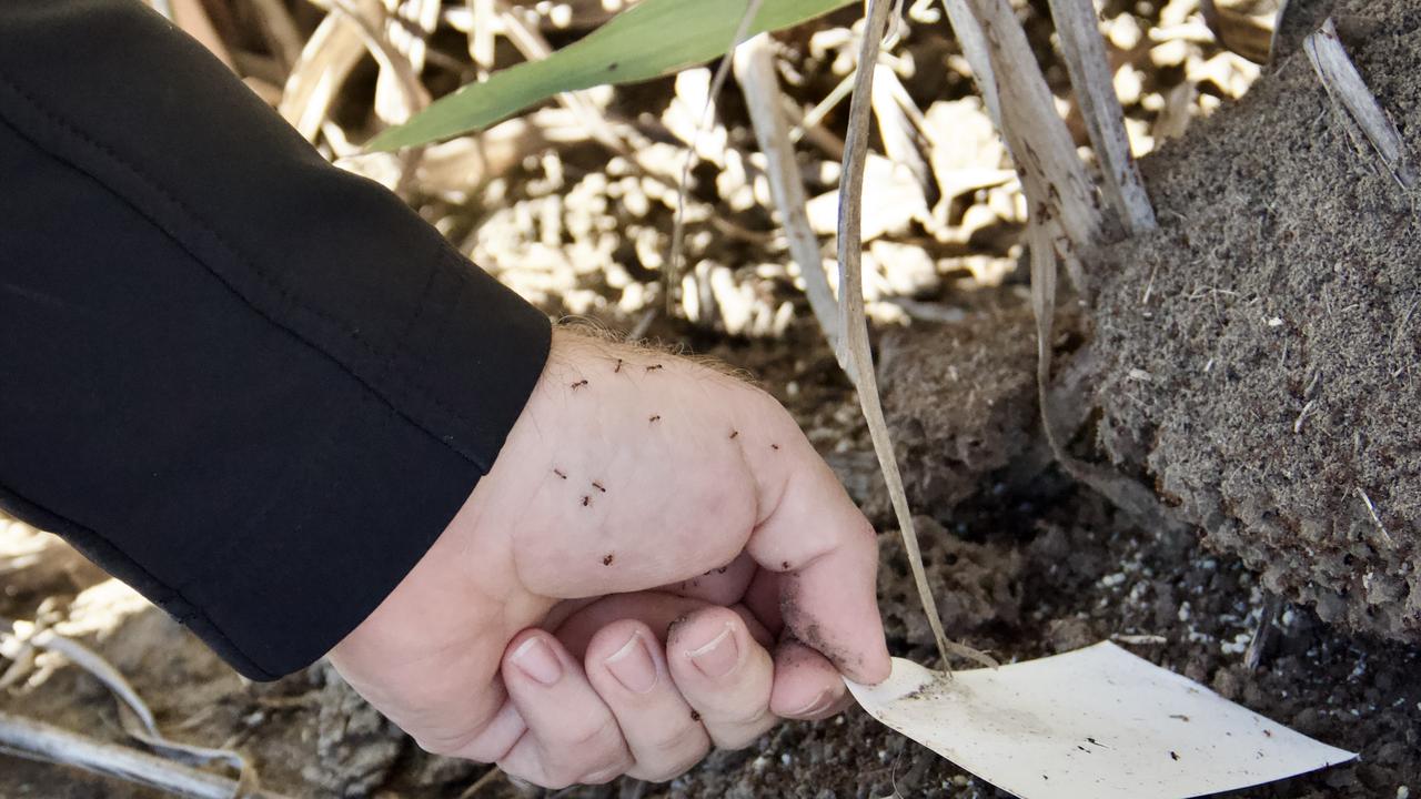 Fire ant experts inspected the nest after reports from the public. Picture: Contributed