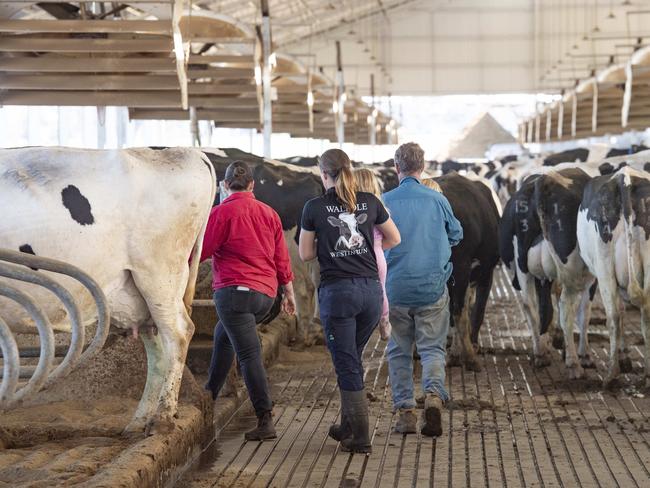 Mark and Kate Walpole’s dairy yard. Picture: Zoe Phillips