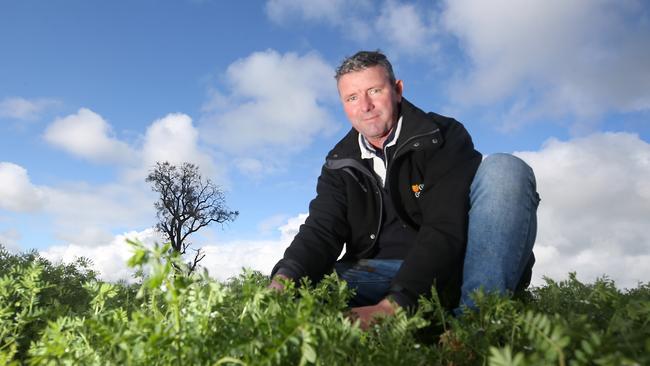 Brett Hosking, with lentil crops, Oakvale Picture Yuri Kouzmin