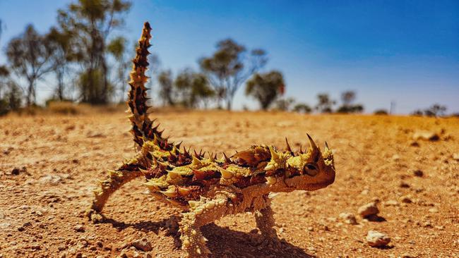 Tamika Wood’s thorny devil is the winner of the NT News' best wildlife picture competition for 2024.