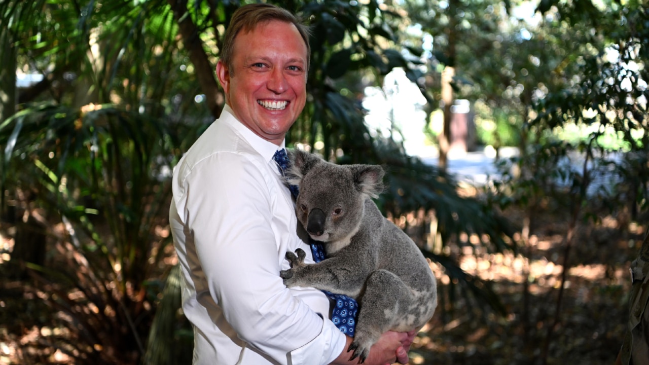 Steven Miles approves demolition of endangered koala refuge