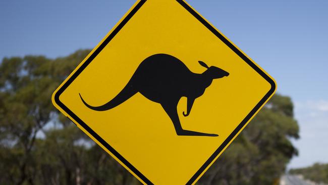 The investigation was launched after 98 kangaroos were found dead on the Singleton army base in October.