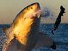 Shark Week