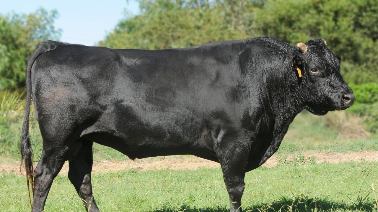 Wagyu heifer from Mayura sells for $280,000 at Elite Wagyu sale | The ...