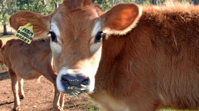 Buttercup the Jersey calf thinks she's a dog after losing her mother when she was two days old. She's now one of Hickey family on their dairy farm near Wiangaree. Picture: Susanna Freymark