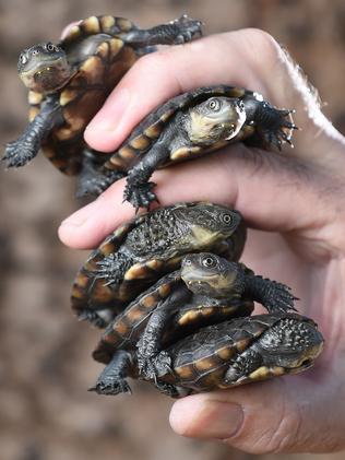 Five Western Swamp Tortoises bred at Adelaide Zoo to be transferred to ...