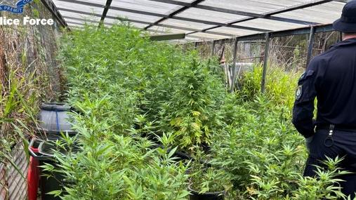 Police allegedly found more than 220 cannabis plants. Picture: NSW Police