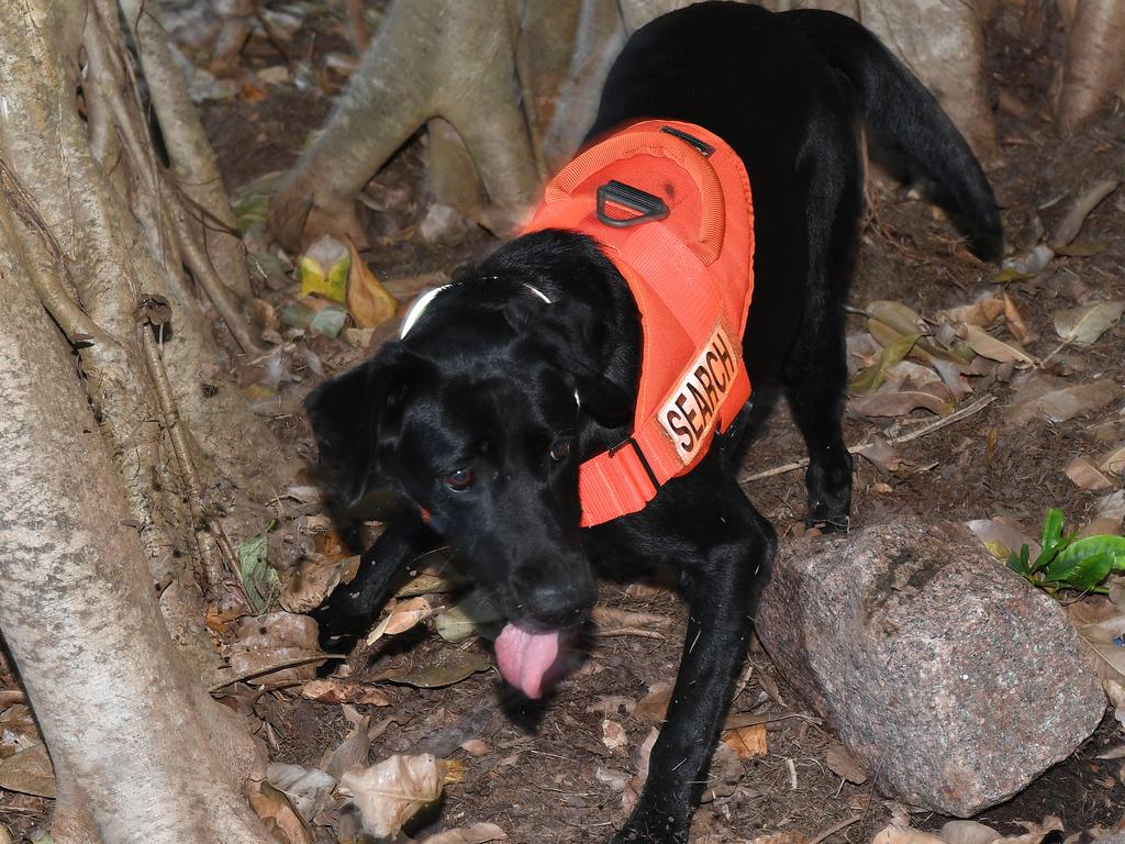 Sniffer dogs hunting invasive browser ants in the Top End | NT News