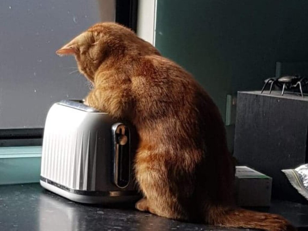 Toasty paws. Picture: Shannon Dixon. Coolest Cat photo competition. Quest Community News and Courier Mail WRH