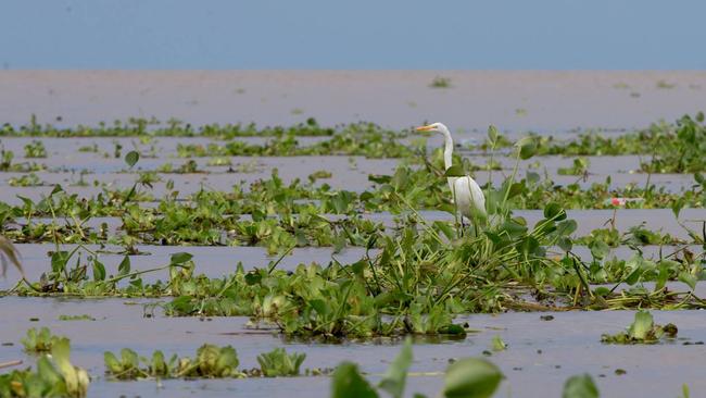 Heavy weeds in the water at the venue in Buenos Aires.