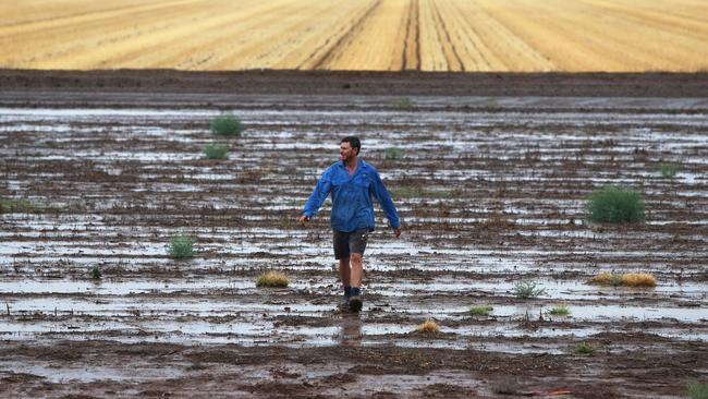 A relieved Nat Groves walks through rain-drenched paddocks on his family farm near Gunnedah in drought-ravaged northwest NSW. Picture: Peter Lorimer