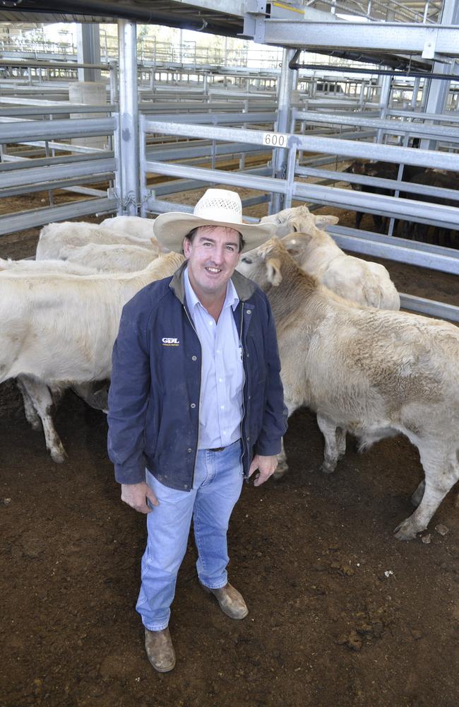 GDL Livestock and Property Agents managing director Peter Daniel with a pen of cattle at the Dalby Saleyards. Photo: Dalby Herald