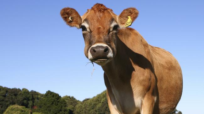 Cows no more. Sydney’s urban sprawl is cutting their grass.