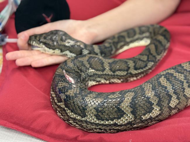 A snake that won a spectacular fight to the death with a fox in northern NSW has had successful surgery at a Gold Coast wildlife hospital. The carpet python ambushed the fox at Terragon near Tweed Heads on Tuesday, only to be bitten through the head. It managed to constrict the fox to death but was still trapped in the fox’s jaws. Tweed snake catcher Sarah Mailey, of I’ll Catch It Snake Relocations, was able to prise the python free and took it to Currumbin Wildlife Hospital where it underwent surgery - Photo Supplied