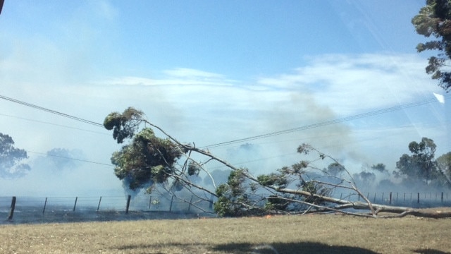 Trees are increasingly sparking powerline fires.