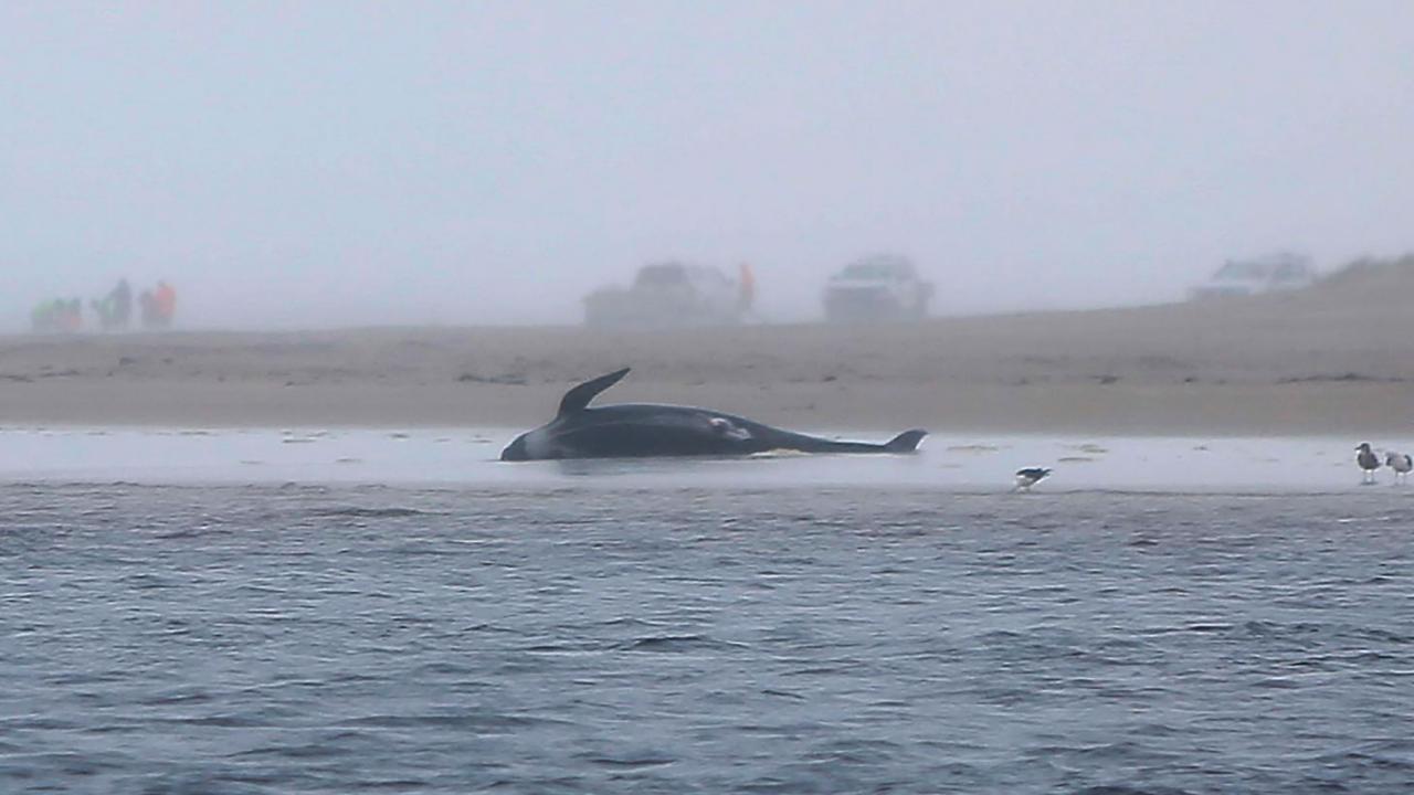 Nearly 400 whales are dead in mass stranding off coast of Australia - ABC  News