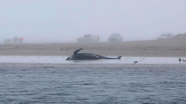 A handout photo taken and received on September 23, 2020 from the <i>Mercury</i> shows a whale stranded on a beach in Macquarie Harbour on the rugged west coast of Tasmania, as hundreds of pilot whales have died in a mass stranding in southern Australia despite efforts to save them, with rescuers racing to free a few dozen survivors. (Photo by Patrick GEE / THE MERCURY/AFP)