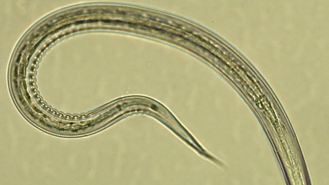 Participants were inoculated with 20 or 40 infectious hookworm larvae which significantly reduced insulin resistance levels in most trial participants.