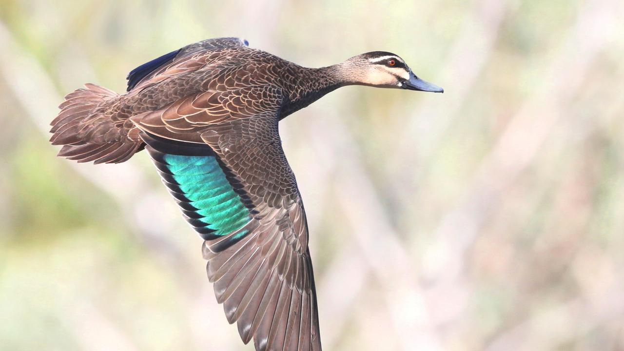 Duck Hunting: Premier Daniel Andrews Puts Shooters On Notice Amid ...