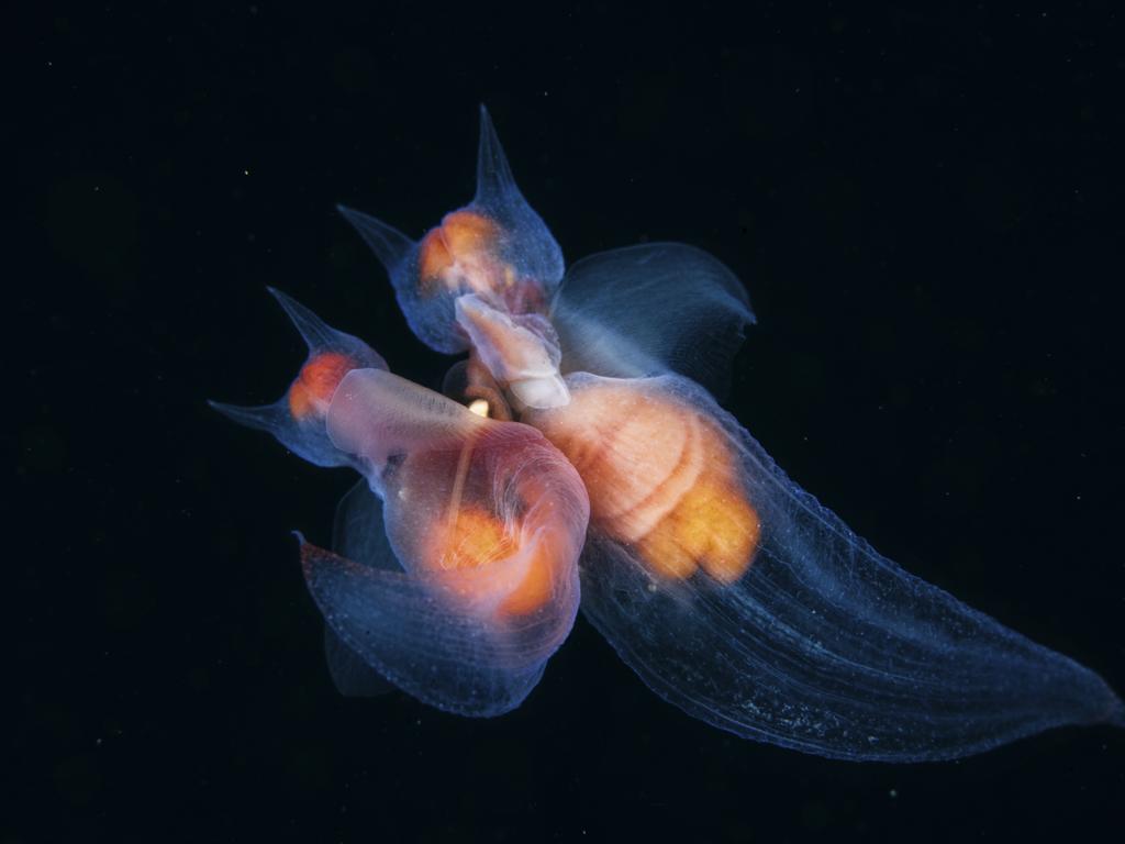 Wildlife Photographer of the Year: Romance among the angels Andrey Narchuk, Russia Finalist 2017, Behaviour: Invertebrates Andrey was on an expedition to the Sea of Okhotsk in the Russian Far East, and his intention on this day was to photograph salmon. But as soon as he jumped into the water, he found himself surrounded by thousands of mating sea angels. Quickly swapping to his macro equipment, he began photographing the pairs, 3 centimetres (1¼ inches) long and swirling around in the current. Sea angels are molluscs related to slugs and snails, without shells and with wing-like lobes used as swimming paddles. They hunt sea butterflies – swimming sea snails – using specialized feeding parts to prise them from their shells. Each individual is both male and female, and here they are getting ready to insert their copulatory organs into each other to transfer sperm in synchrony. One is slightly smaller than the other, as was the case with most of the couples Andrey observed, and they remained joined for 20 minutes. Both would go on to lay 30–40 tiny eggs after fertilization. It was late summer and peak phytoplankton time, so there would be abundant food for the resulting larvae. To photograph them mating, Andrey had to battle against strong currents and avoid a wall of gill netting, and when he was swept into the net and his equipment became snared, he was forced to make an emergency ascent – but not before he had got his shot. The following day, there wasn’t a single angel to be seen.