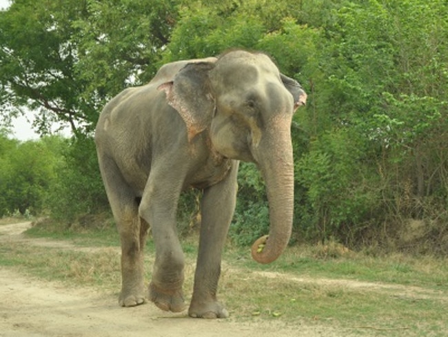 Unshackled at last ... Raju enjoys a walk as he recovers at the refuge. Picture: Wildlife SOS India