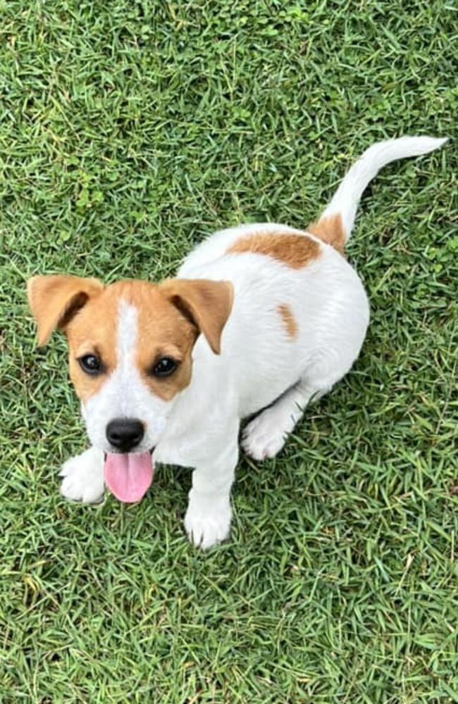 Minty: Rachel Broad's 12 week old Jack Russell