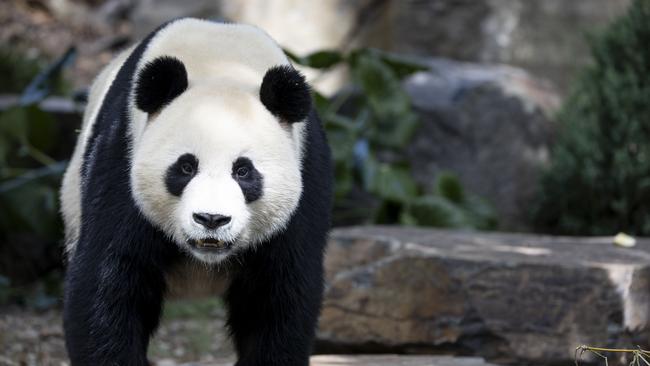 Yi Lan makes her public debut at Adelaide Zoo. Picture: Brett Hartwig