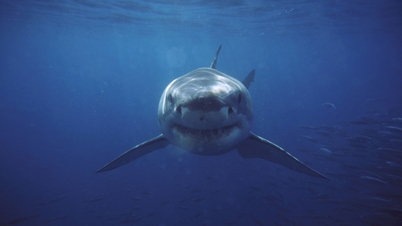 Surfer in critical condition following great white shark attack in Port Macquarie