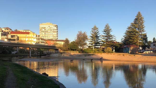 Dogs enjoying Manly Lagoon on Wednesday evening