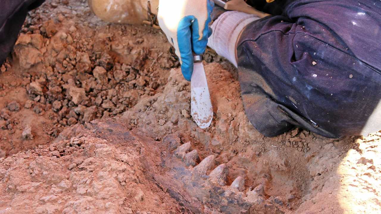 One of the fossils found at South Walker Creek, the jawbone of the giant marsupial diprotodon. Picture: CONTRIBUTED