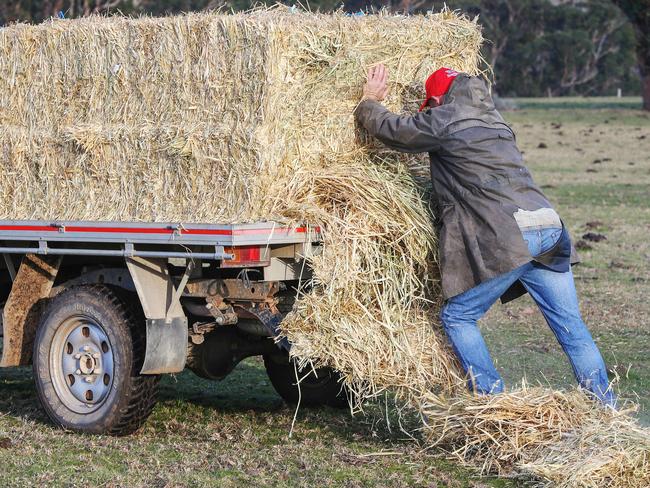 Gippsland farmer Simon Barnes feeds his dairy cattle on his Orbost property. Picture: Ian Currie