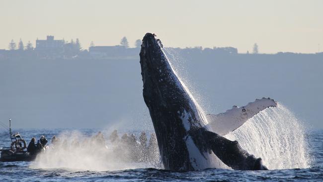 Call me cynical but by then I expect an even bigger group of new whale huggers will have found their inner cetacea, writes Jack the Insider. Picture: Jonas Liebschner/Whale Watching Sydney