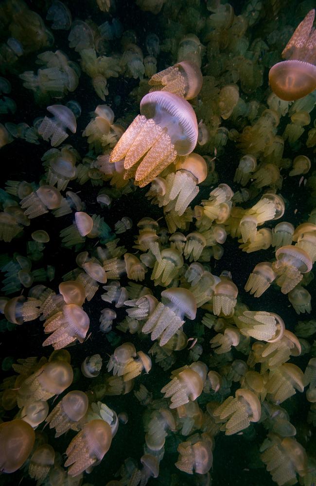 Welsh photographer Rowan Dear captured this shot of Blubber jellyfish at Manly Beach in Sydney and won the underwater category. This year, the area saw many more than usual, allowing the photographer to capture layers of jellyfish by shooting down from the surface to a depth of 5m. Picture: Rowan Dear/Nature TTL