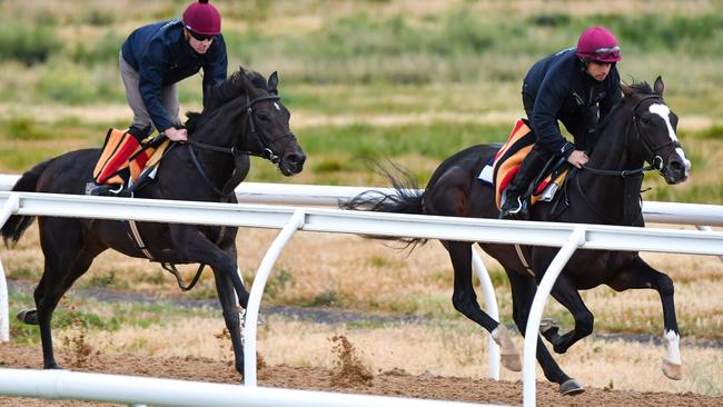 The Aidan O'Brien-trained Yucatan and The Cliffsofmoher (left) work together at Werribee in the build up to the Melbourne Cup.