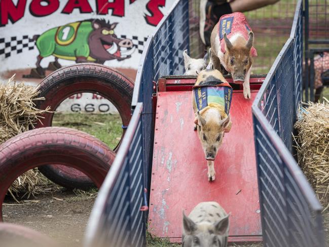 Pig racing at the Toowoomba Royal Show, Saturday, April 1, 2023. Picture: Kevin Farmer