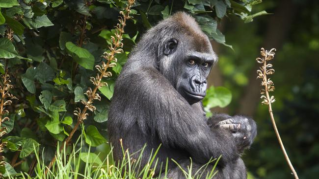 Beloved western lowland gorilla Kimya has died at the Melbourne Zoo. Picture: Sarah Matray