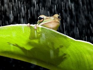 Frog in the rain