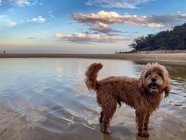 Mandy O'Callaghan. This photo was taken at Stumers creek dog beach in Coolum.