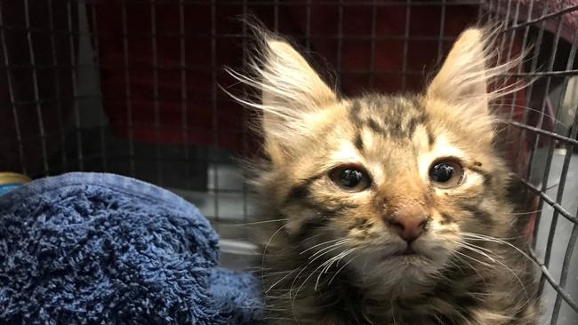 The kitten is now recovering at the RSPCA’s Lonsdale shelter. Picture: RSPCA SA