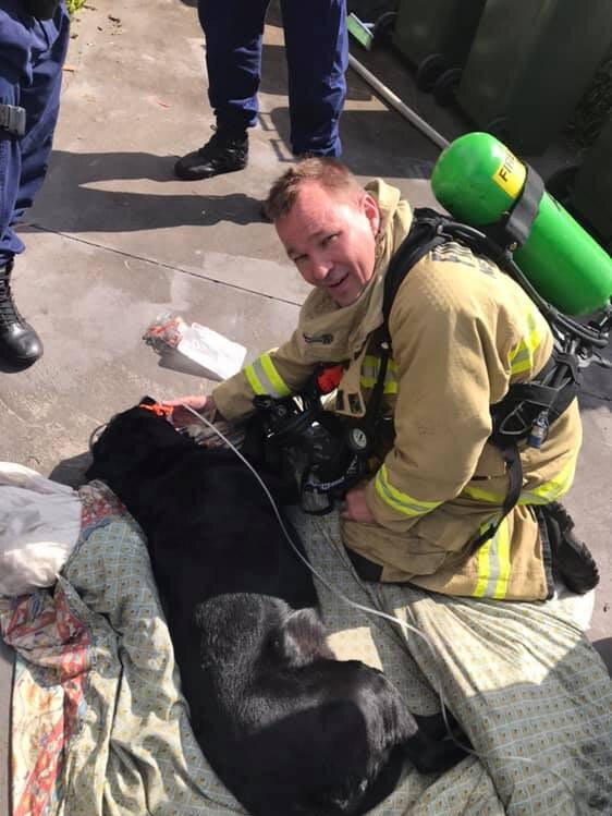 Firefighters respond to the animals trapped in the house. Picture: FRNSW Hornsby