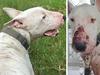 ‘Heavily traumatised’ pooch rescued from death row goes viral