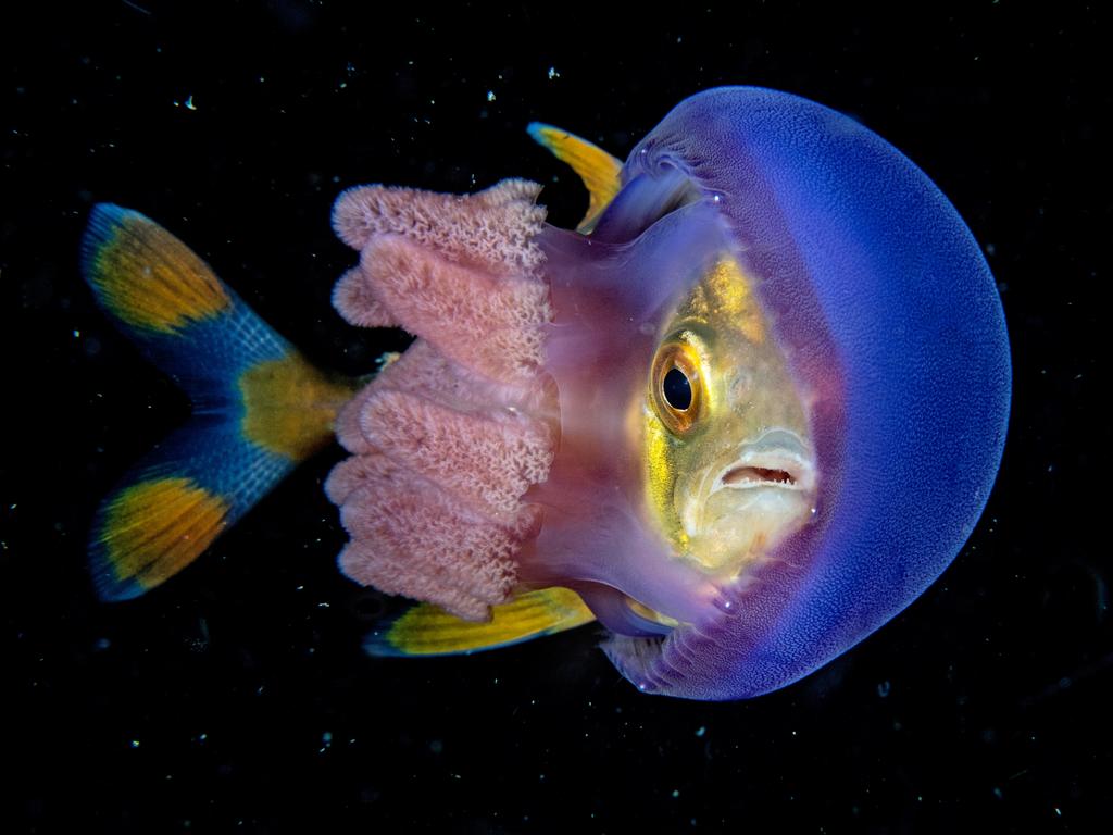 Underwater Photographer of the Year 2018. RUNNER UP Category 4. Behaviour Credit name: Scott Gutsy Tuason/UPY 2018 Nationality: Philippines Image caption: In Hinding Country taken: Philippines Location: Janao Bay, Batangas “Edwin, one of our divemasters, called me over to show me this beautiful Jellyfish, for me only to realise it had a juvenile Trevally within it, and to my amazement, it was wedged between the bell and the tentacles! I had seen many Jack and Jelly combos before but never like this. “