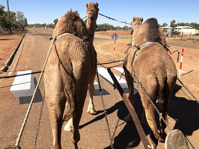 Even the camels shy up at Boulia's traffic-calming 3D pedestrian crossing in the Queensland outback. Picture: Supplied