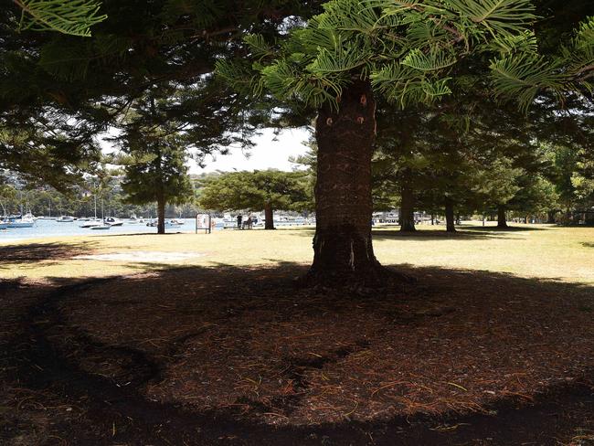 Trees have been reportedly attacked with axes and poisoned at Clontarf reserve. Picture: VIRGINIA YOUNG