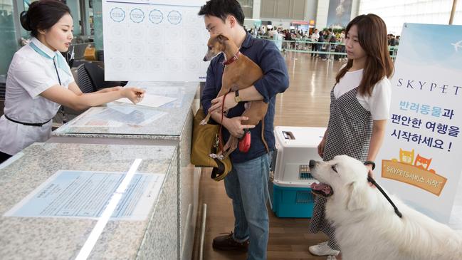 Korean Air is spruiking the success of its pet loyalty program as Australian airlines remain unsure about carrying cats and dogs in the cabin. Picture: Korean Air